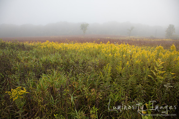 Prairie of fog filled goldenrod and trees. IL.