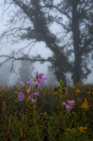 Foggy morning prairie sunrise on delicate wildflowers. IL.