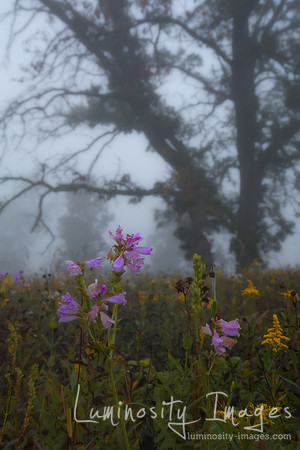 Foggy morning prairie sunrise on delicate wildflowers. IL.