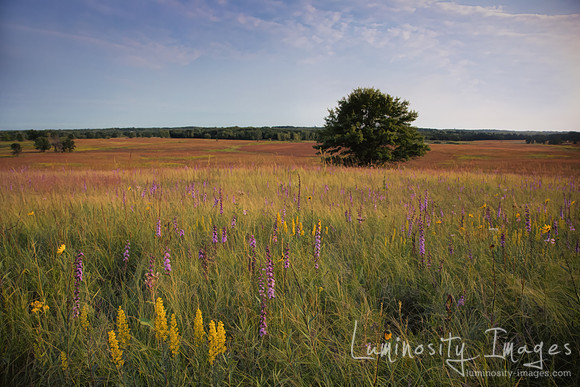 The view into glacial valley of wildflowers and trees at twiligh