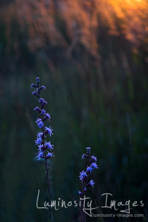 Closeup blazing star st sunset. IL