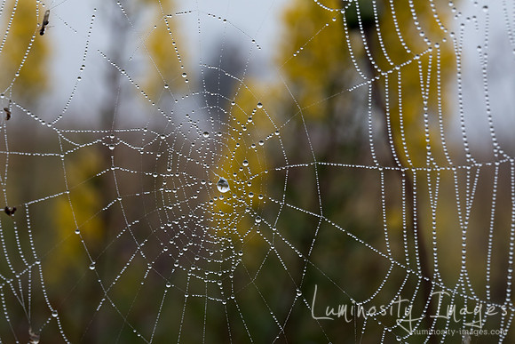 Dew filled spiderweb with reflections. IL.