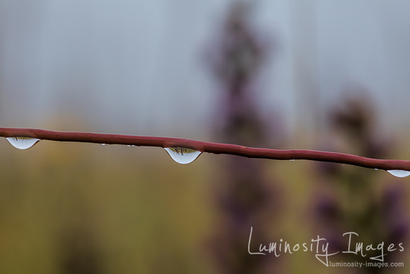 Macro waterdroplets hanging from twig in prairie wildflower fiel