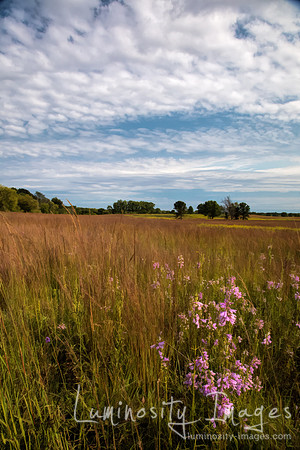 Sunset over prairie grasses and pink wildflowers, Shoefactory Fo