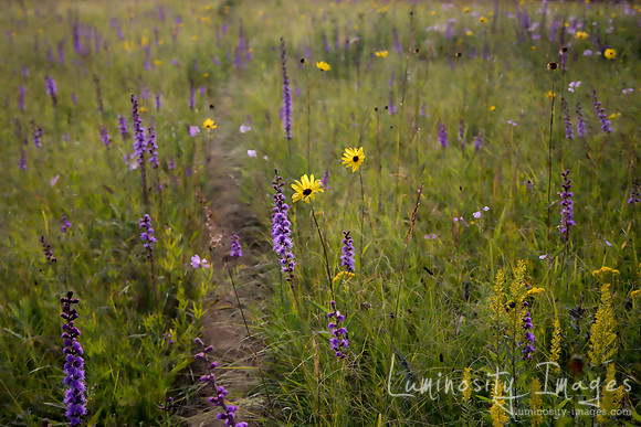 Path in prairie wildflowers. Shoefactory Prairie Reserve, Illino