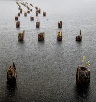 Pilings in driving rain. Plum Lake. WI