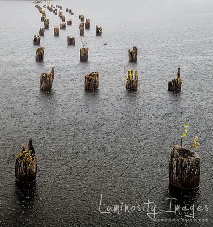 Pilings in driving rain. Plum Lake. WI