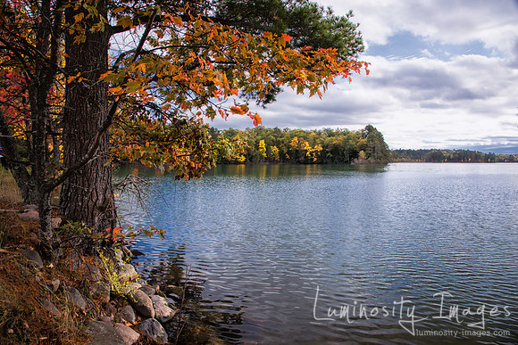 Oak with orange leaves on Lake Carr in autumn. WI