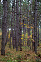 Hardwood forest in fall. WI.