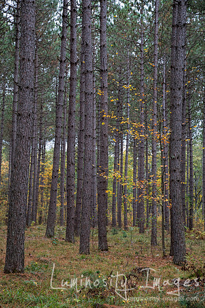 Hardwood forest in fall. WI.