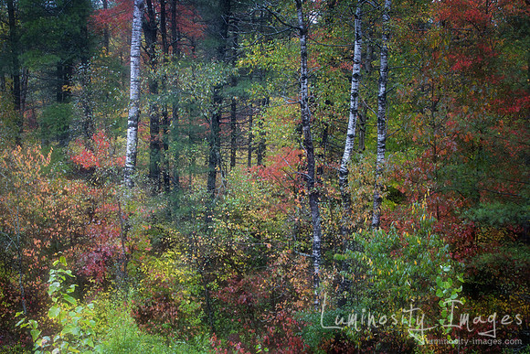 Soft autumn colors after rain. WI