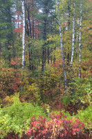 Soft fall colors and birch trees after rain. WI