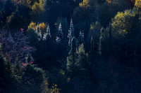 Morning light on evergreens in WI.
