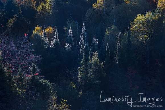 Morning light on evergreens in WI.