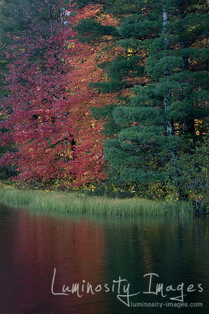 Tricolor fall leaves reflect off lake.WI