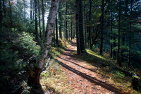 Tree lined path in woods of noprthern wsiconsin.