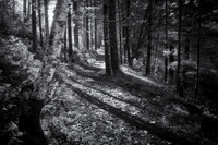 Tree lined path in black and white .Northern Wisconsin.