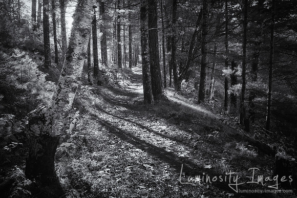 Tree lined path in black and white .Northern Wisconsin.