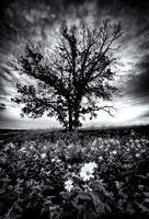 Ominous tree with stormy sky in a field filled with yellow prair