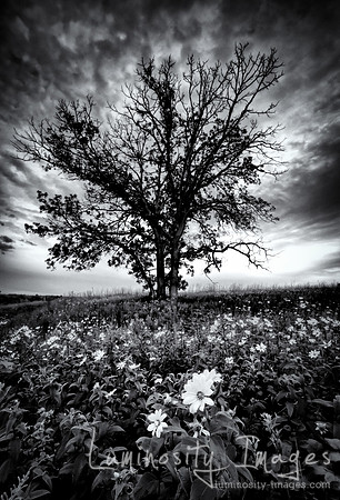 Ominous tree with stormy sky in a field filled with yellow prair