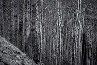 Aspen forest at sunrise. Santa Fe Ski Basin. New Mexico