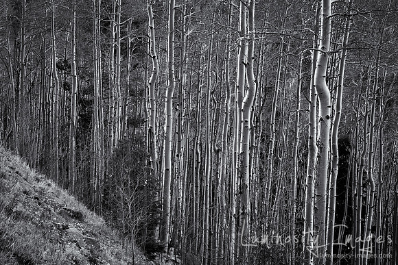 Aspen forest at sunrise. Santa Fe Ski Basin. New Mexico