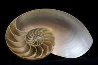 Inner nautilus symmetry with golden highlights. On black backgro