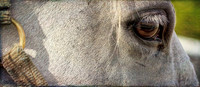 Closeup lippizzaner stallion eye and head. Temple Farm IL.