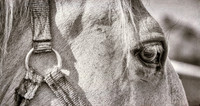 Closeup black and white lippizzaner stallion eye and head with r