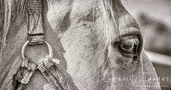 Closeup black and white lippizzaner stallion eye and head with r
