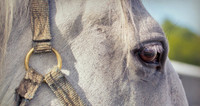 Closeup lippizzaner stallion eye and head. Temple Farm IL.