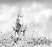 Black and white lipizzaner horse in golden meadow with blue sky.
