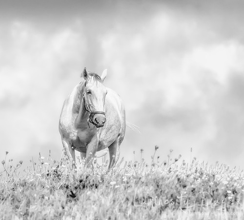 Black and white lipizzaner horse in golden meadow with blue sky.