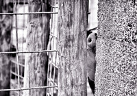 Pig snout black and white peaks through farm gate. Primrose Farm