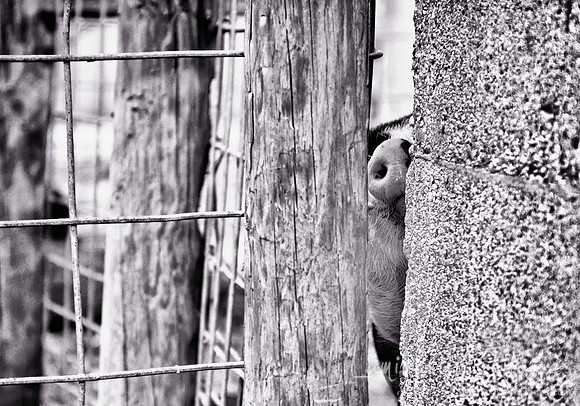 Pig snout black and white peaks through farm gate. Primrose Farm