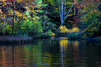 Light spills onto autumn leaves. Northern WI