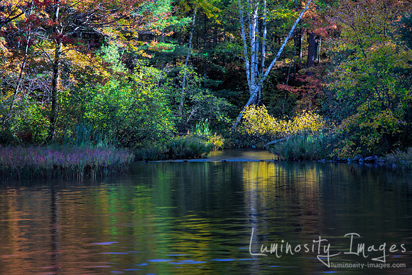 Light spills onto autumn leaves. Northern WI