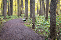 Path through spruce plot in fall. Morton Arboretum,IL.