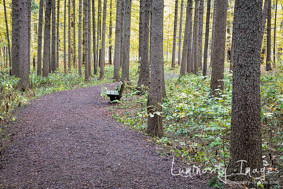 Path through spruce plot in fall. Morton Arboretum,IL.