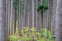 Majestic spruce plot in fall. Morton Arboretum, IL.