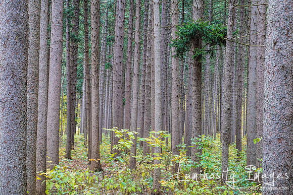 Majestic spruce plot in fall. Morton Arboretum, IL.