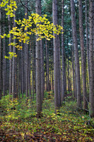 Maple tree leaves in fall in the midst of massive spruce plot. Morton Arboretum, IL.