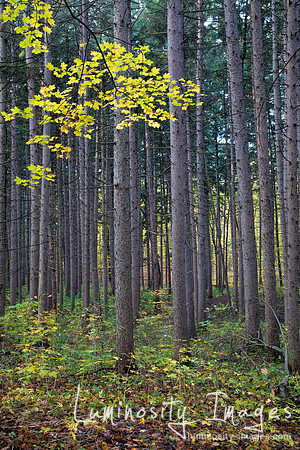 Maple tree leaves in fall in the midst of massive spruce plot. Morton Arboretum, IL.