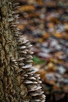 Closeup of  layers of fungi on spruce tree in autumn. IL