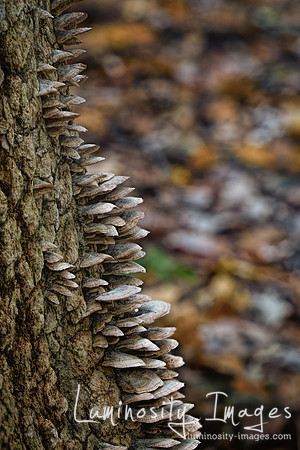 Closeup of  layers of fungi on spruce tree in autumn. IL