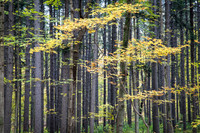 Fall maple foliage outlines a beautiful spruce plot. Morton Arboretum IL.