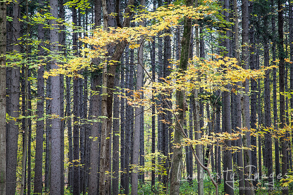 Fall maple foliage outlines a beautiful spruce plot. Morton Arboretum IL.