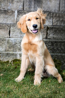 A golden retriever smiles as wind lift his hair.