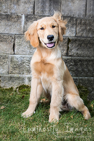 A golden retriever smiles as wind lift his hair.