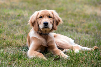 Beautiful golden retriever puppy laying in grassy field.